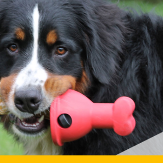 Boneguard Sicherer Kausnackhalter für Hunde