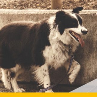 Walkie-App für Hundesitter