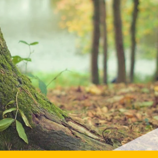 B'n'Tree Bäumepflanzen per Reisebuchung